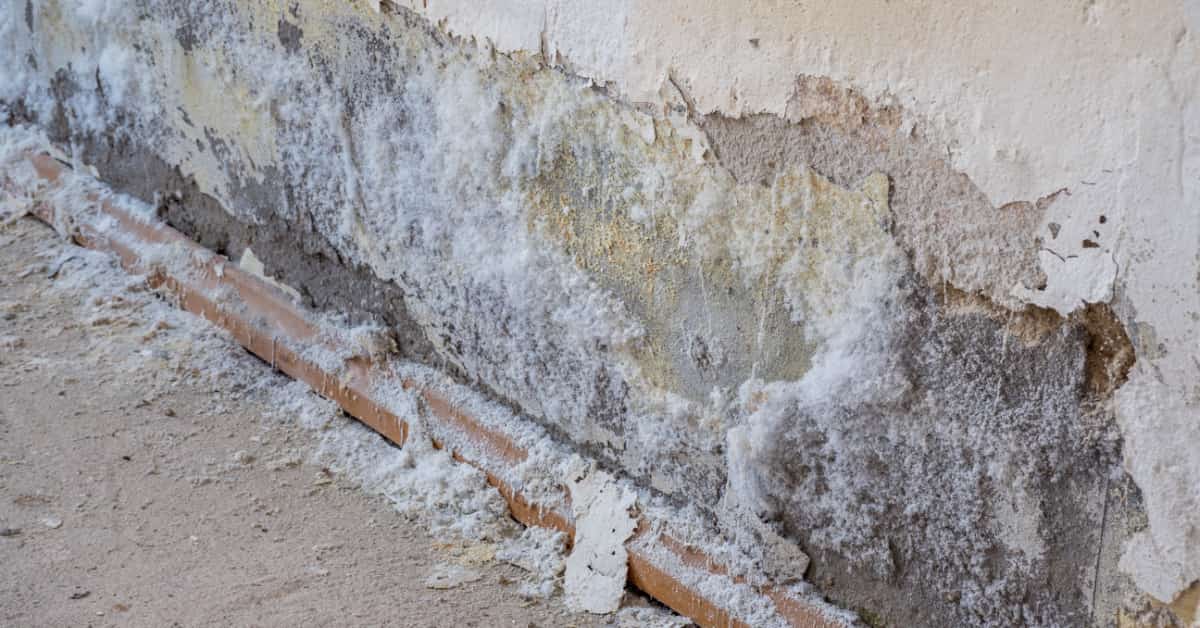 Présence de salpêtre sur le bas d'un mur
