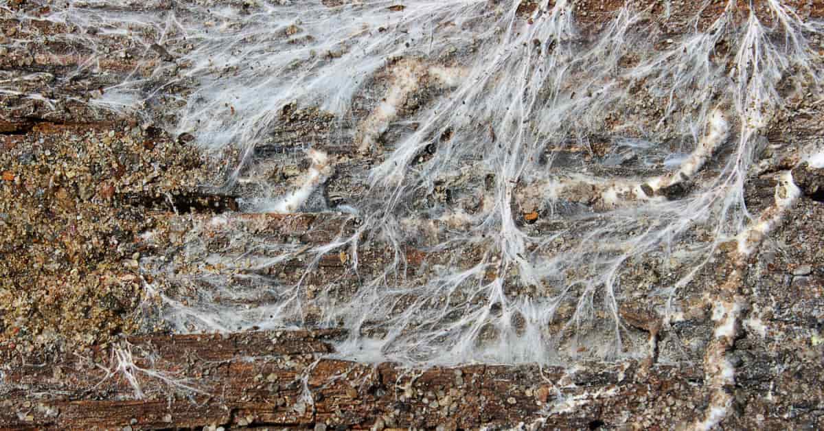 Filaments blancs de mérule qui se répand